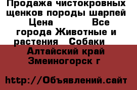 Продажа чистокровных щенков породы шарпей › Цена ­ 8 000 - Все города Животные и растения » Собаки   . Алтайский край,Змеиногорск г.